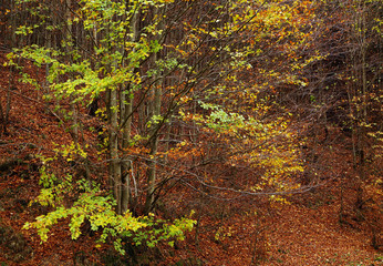 Autumn forest landscape in the Romanian Carpathians, Europe