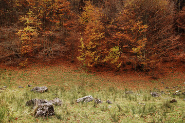 Autumn forest landscape in the Romanian Carpathians, Europe