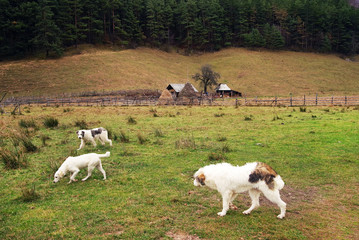 Obraz premium Sheep fold in the Romanian Carpathians, Europe
