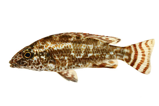Cichlid Aquarium fish Nimbochromis linni lake Malawi