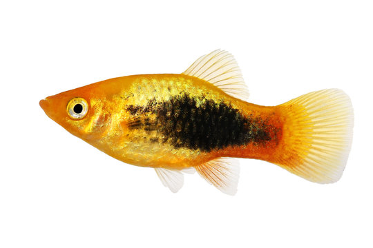 Sunburst tuxedo platy male Xiphophorus variatus tropical aquarium fish 