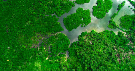 Aerial view of mangrove forest and river on the Siargao island. Philippines