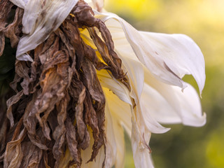 Autumn dry flowers and plants