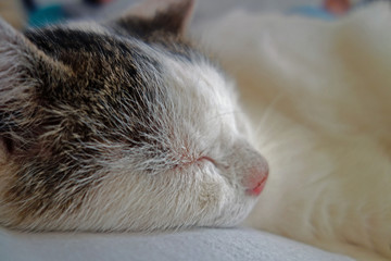 Kater Luis