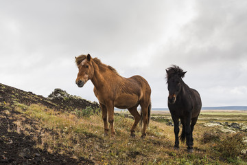 Fototapeta na wymiar Brown and black Icelandic horses standing on the moss covered hill, Iceland