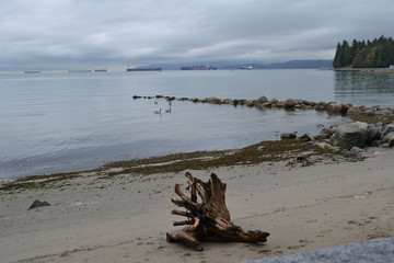 Fototapeta na wymiar beach, sea, coast, ocean, sand, water, landscape, sky, nature, canada, horizon. wood, driftwood