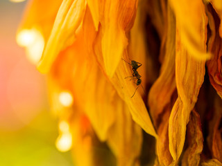 Autumn dry flowers and plants