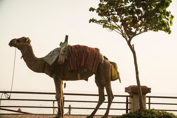 camel against the evening sky