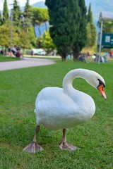 Schwan am Gardasee
