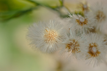 Dandelion macro late spring