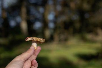 A woman is holding a mushroom