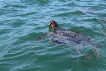 Fototapeta premium Perfección marina