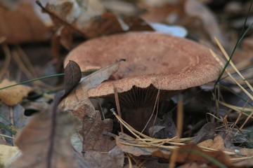 Autumn Forest & Mushrooms
