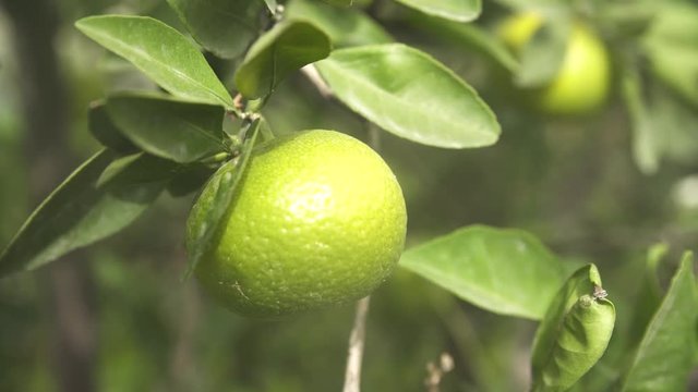 close - up of tangerine on a tree