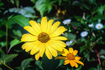 Arnica herb blossom