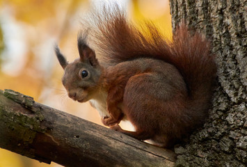 Naklejka na ściany i meble Close-up of an Eurasian Red Squirrel (Sciurus vulgaris) sitting on a branch in colorful autumn forest