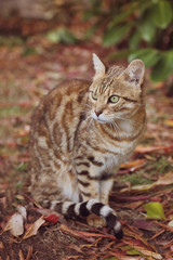 chat race Bengale mâle extértieur nature automne 