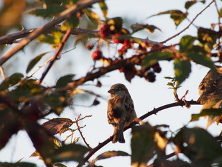 little bird in the thickets of the autumn garden
