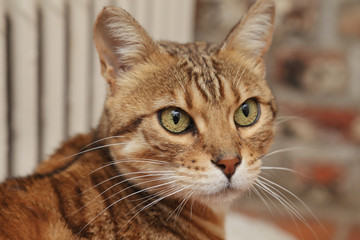 chat race Bengale mâle intérieur maison