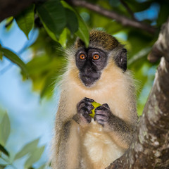 Young Green Monkey Portrait, Mullins, Barbados