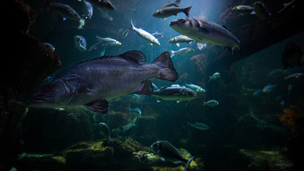 poisson aquarium