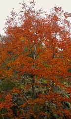 Fall landscape with colorful trees