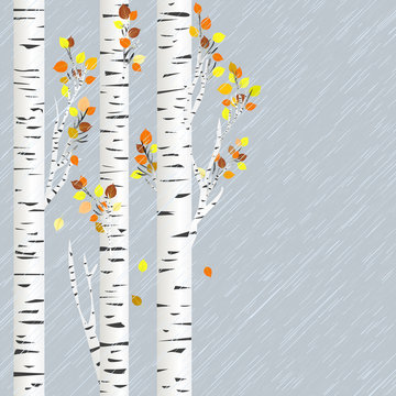 Autumn background with birch tree and rain