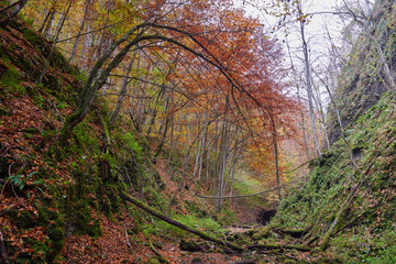 River flowing through colorful forest