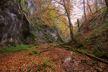 River flowing through colorful forest