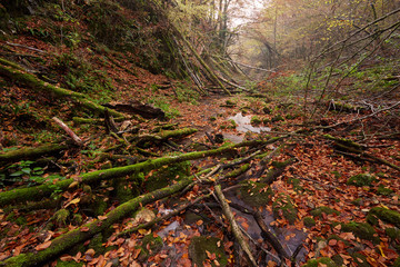 River flowing through colorful forest