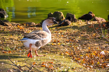 Photo of a bird with several colours and sunlight