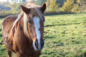 an old horse on the autumnal pasture