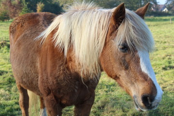 Obraz premium an old horse on the autumnal pasture