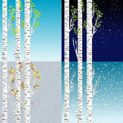 Four seasons illustration with birch tree