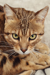 chat race Bengale mâle intérieur maison