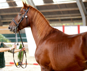 Headshot close up of a thoroughbred stallion in natural lights