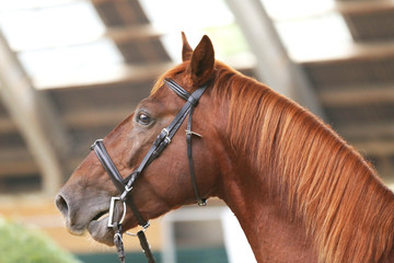 Headshot close up of a thoroughbred stallion in natural lights