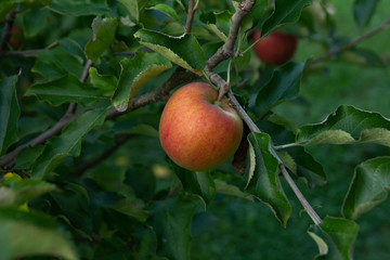 one ripe apple growing on branch of apple tree