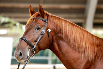 Headshot close up of a thoroughbred stallion in natural lights