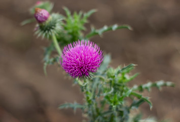 pink milk thistle flower in bloom
