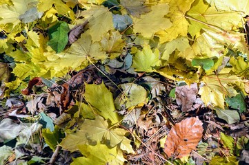 Autumn 
