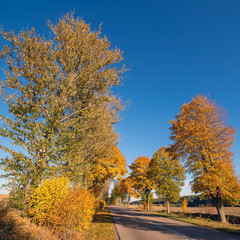 Fototapeta premium Autumn scene with road and trees.