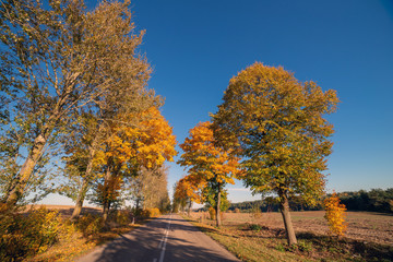 Autumn scene with road and trees.