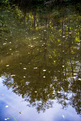 reflections in water