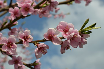 Naklejki  Kwitnące drzewo, pięknie, wiosna