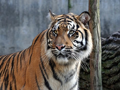 animal tigers in day 
