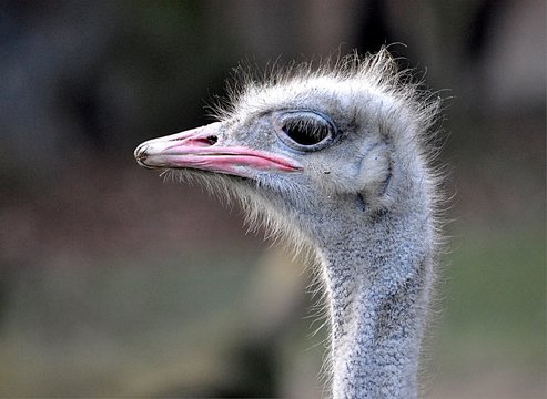 detail view, bird ostrich