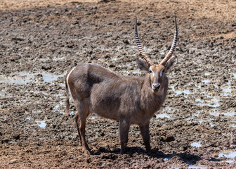 Waterbuck drinking water at a waterhole in the Mokala national Park in South Africa
