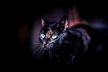 luna Couleur vignetage