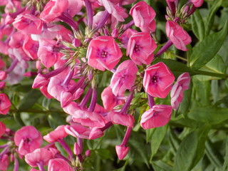 flowers, nature, summer